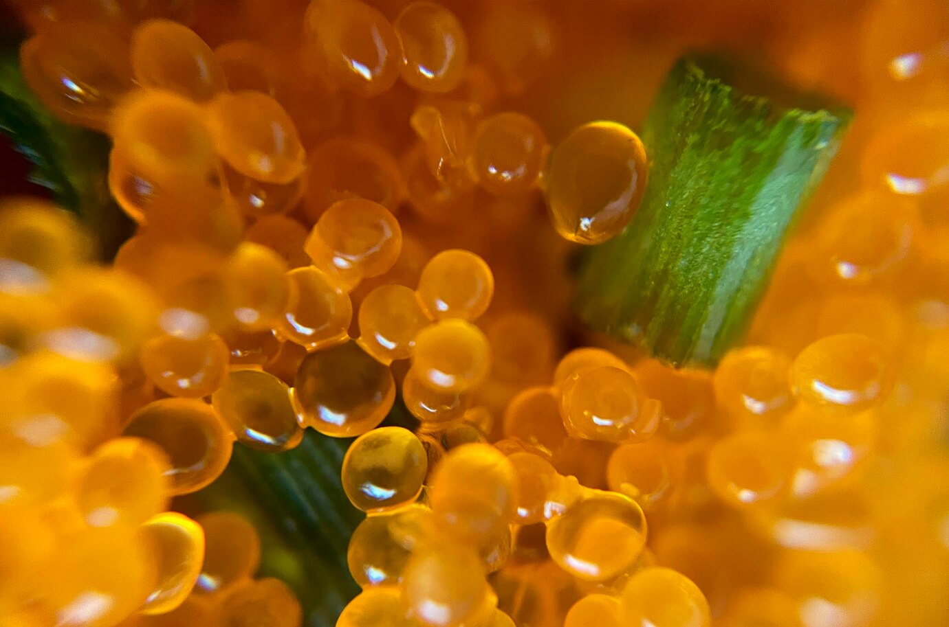 Softgel Capsules Manufacturer in India